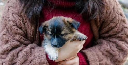 娱乐吃瓜酱中狗妈,娱乐吃瓜酱中的神秘力量 第3张 娱乐吃瓜酱中狗妈,娱乐吃瓜酱中的神秘力量 第3张