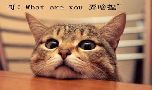 娱乐吃瓜君折耳猫 第2张 娱乐吃瓜君折耳猫 第2张