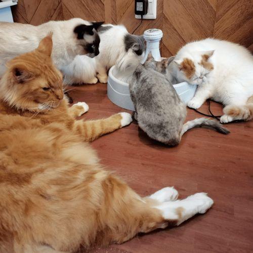 娱乐吃瓜君折耳猫 第3张 娱乐吃瓜君折耳猫 第3张