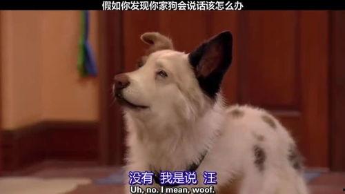 假如狗会说话娱乐吃瓜酱,娱乐吃瓜酱带你领略狗狗界的趣味日常 第1张 假如狗会说话娱乐吃瓜酱,娱乐吃瓜酱带你领略狗狗界的趣味日常 第1张