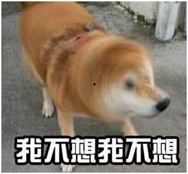 假如狗会说话娱乐吃瓜酱,娱乐吃瓜酱带你领略狗狗界的趣味日常 第2张 假如狗会说话娱乐吃瓜酱,娱乐吃瓜酱带你领略狗狗界的趣味日常 第2张