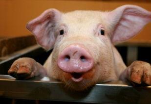 娱乐吃瓜猪衢州,吃瓜群众聚焦猪界风云 第2张 娱乐吃瓜猪衢州,吃瓜群众聚焦猪界风云 第2张