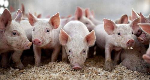 娱乐吃瓜猪衢州,吃瓜群众聚焦猪界风云 第3张 娱乐吃瓜猪衢州,吃瓜群众聚焦猪界风云 第3张