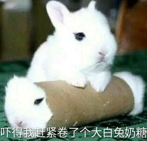 娱乐圈吃瓜第一线十尾兔,十尾兔带你探秘吃瓜第一线  第3张