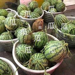 吃瓜娱乐怎么做,如何轻松成为娱乐圈的“瓜农”  第3张