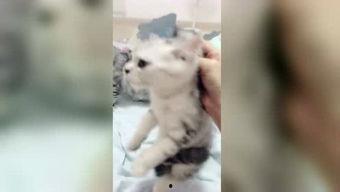 娱乐吃瓜君网红虐猫是谁,娱乐吃瓜君揭露虐猫网红真相 第2张 娱乐吃瓜君网红虐猫是谁,娱乐吃瓜君揭露虐猫网红真相 第2张