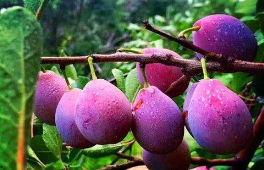 娱乐吃瓜少女西梅拿铁,娱乐吃瓜少女的趣味生活揭秘 第3张 娱乐吃瓜少女西梅拿铁,娱乐吃瓜少女的趣味生活揭秘 第3张